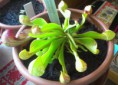 /album/moja-zbierka/my-sarracenia-psittacina-1-jpg/